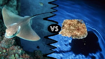 The stingray it on the left, and the skate is to the right.