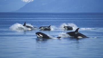 Killer whales are intelligent creatures, and scientists have recently discovered a new behavior among the species.