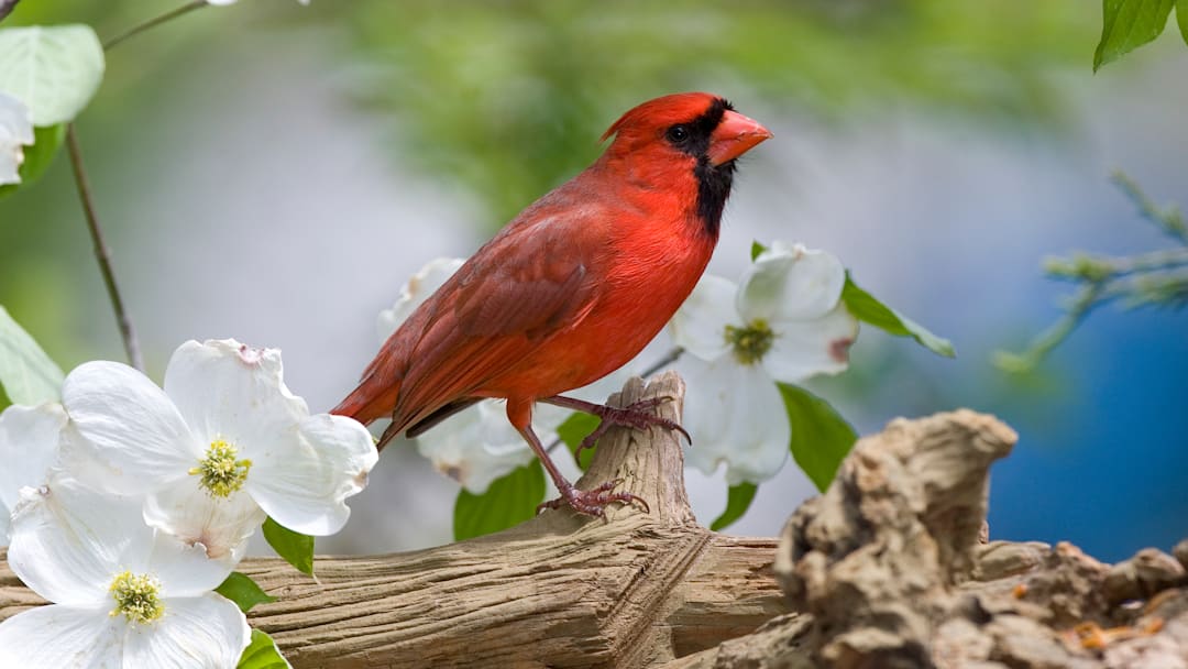 A male cardinal. A male cardinal.